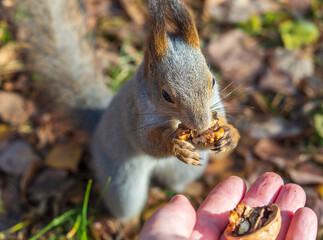 A squirrel in the autumn eats nuts from a human hand. Eurasian red squirrel, Sciurus vulgaris