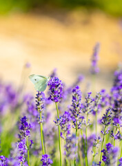 Butterflies on spring lavender flowers under sunlight. Beautiful landscape of nature with a panoramic view. Hi spring. long banner