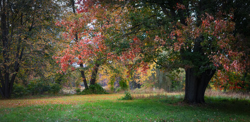 Panoramic view of big maple tree with colorful fall foliage in island lake recreation area, Michigan.
