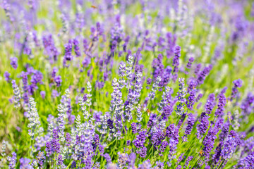 Fototapeta premium Spring lavender flowers under sunlight. Lilac flowers close up. Beautiful landscape of nature with a panoramic view. Hi spring. long banner