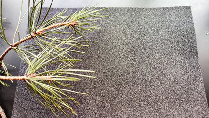 Black frame, velvety texture, green pine branch on background with reflections and sparkle of light. Abstract location for photo shoot. Christmas. Concept of caring for nature ecology