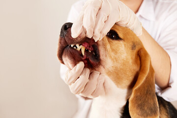 A veterinarian examines the teeth of a beagle dog, plaque or tartar in a dog. Pet care.
