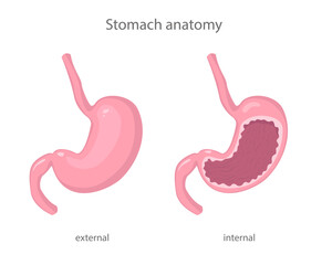 Scientific illustration of human healthy stomach external and internal view in realistic style with shadows and highlights.