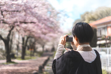 Back view traveler japanese woman pink sakura cherry blossom tree travel in japan on spring March and April - obrazy, fototapety, plakaty