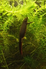 Vertical closeup on a small black Chinese fire-bellied newt, Cynops orientalis in an aquarium