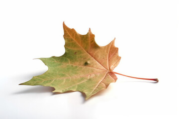 The vibrant and fresh color of a single green leaf captured in this isolated shot on a white background. AI Generative.