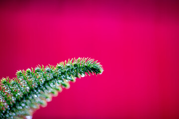 Green pine shoots and red background.