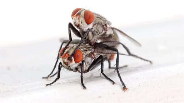 A pair of house flies copulate on a white background, macro view.