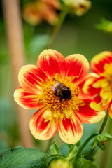 dahlia flowers in the garden