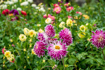 dahlia flowers in the garden