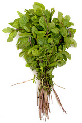 fresh Mentha spicata bunch - Pudina with roots - Peppermint in white isolated background