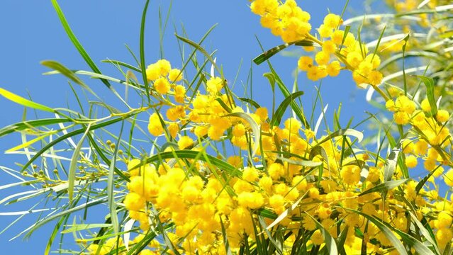 Yellow Flowering Golden Australian Wattle tree close up. Golden wattle is an Australia's national floral emblem.