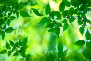 Obraz premium sunshine leaves background