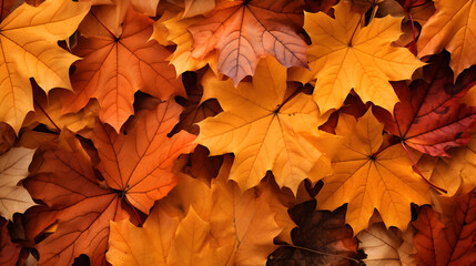Naklejka na ściany i meble Group of autumn orange leaves