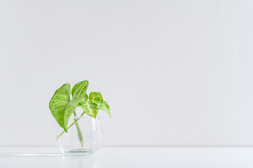 透明なガラス瓶に入れた観葉植物の葉っぱ
