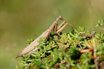 Europäische Gottesanbeterin (Mantis religiosa) auf Weissem Mauerpfeffer