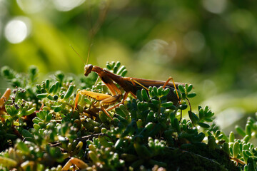 Europäische Gottesanbeterin (Mantis religiosa) auf Weissem Mauerpfeffer