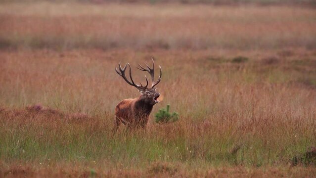 Territorial red deer stag with impressive antlers bellows in glade, rutting
