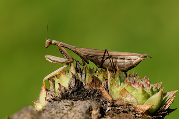 Europäische Gottesanbeterin (Mantis religiosa) auf Hauswurz