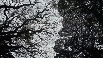 Bottom view light hanging against gray sky