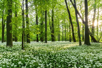 Gordijnen Sunny forest with wild garlic © laszloszelenczey