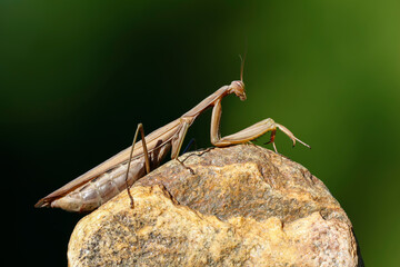Europäische Gottesanbeterin (Mantis religiosa)