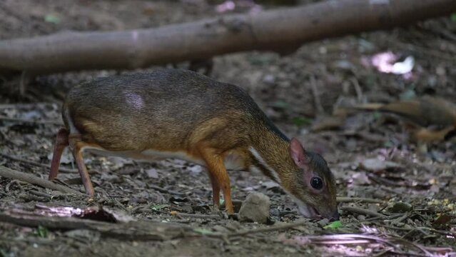 Camera slides to the right revealig this individual feeding on the ground, Lesser Mouse-deer Tragulus kanchil, Thailand