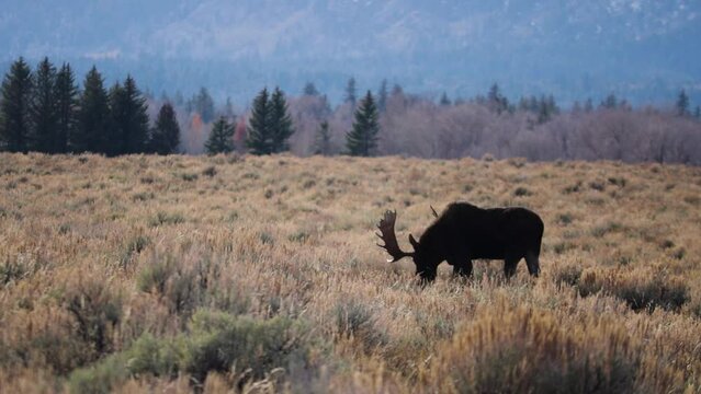Bull Moose Grazing in Wyoming