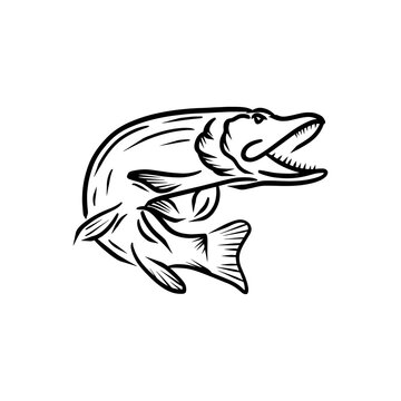 trouth fish hand draw skecth vector design