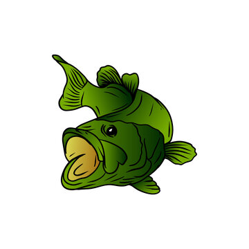 largemouth bass fish green color hand draw illustration vector