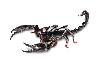 Black scorpion on transparent png