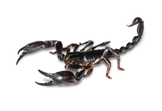 Black scorpion on transparent png
