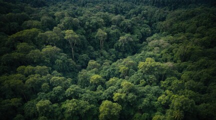 Fototapeta premium Beautiful, cinematic view at Rainforest from above. High angle panorama picture of tropical forest. Generative AI.