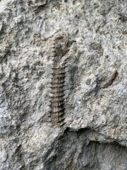 Fossils In Scale Rock