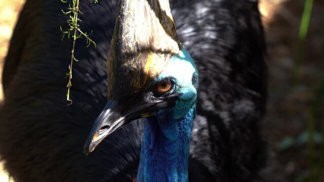 Close up portrait head shot capturing a wild southern cassowary, casuarius casuarius johnsonii, fiercely staring at the camera, flightless bird species native to Australia and New Guinea.