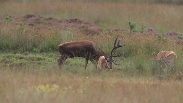 Red deer stag with majestic antlers bellows among harem of hinds, rutting season