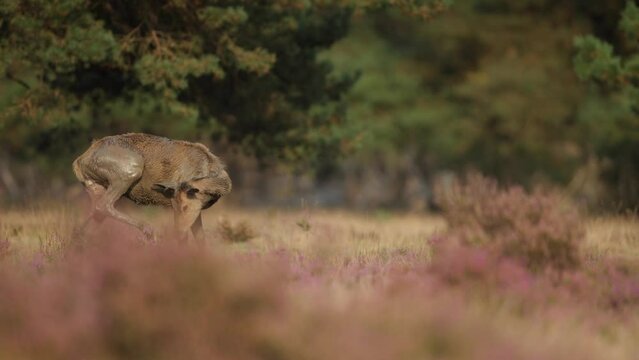 Red deer hind covered in mud after wallowing in muddy pit, rutting season