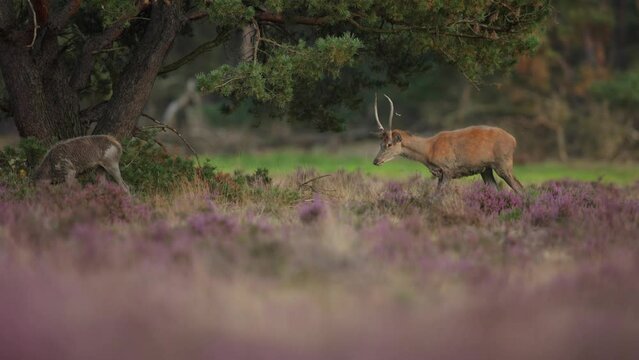 Young red deer stag shakes muddy coat after wallowing in pit, Veluwe, the rut