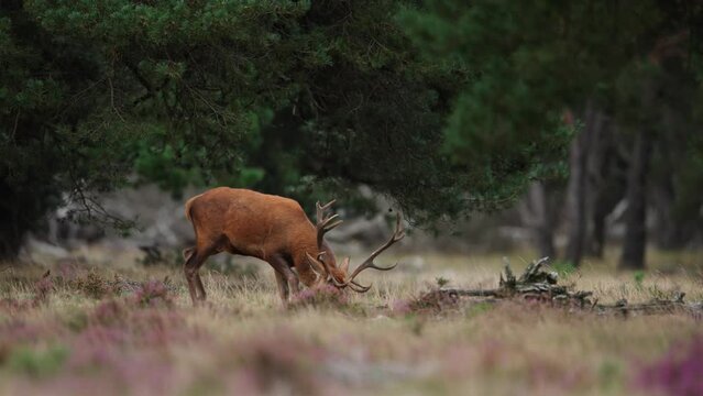 Red deer stag trots behind and follows hinds during mating season, The Veluwe