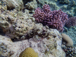 Naklejka na ściany i meble Camouflaged fish in the coral reef of the Red Sea