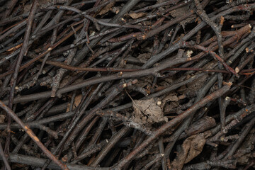 Bundle of dry sticks and branches. Dry brushwood. Firewood. Large pile of sticks twigs of a tree.