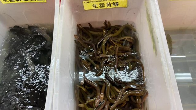Live freshwater yellow eels and catfishes sold in a local wet market in Singapore Chinatown.