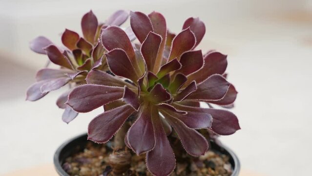 Micro brown aeonium or Tree houseleek on a turntable rotating shot.