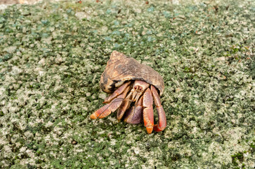 Facing A Crab On A Concrete Pavement
