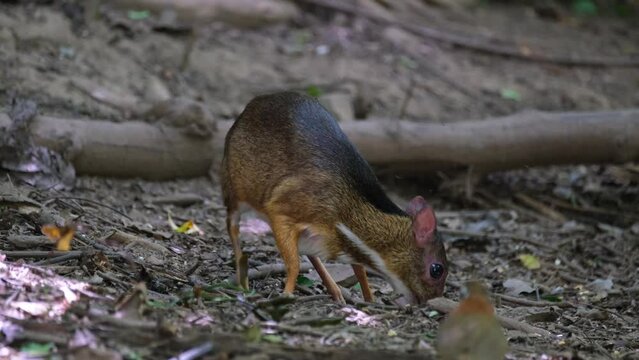 Foraging in the forest, a Lesser Mouse-deer Tragulus kanchil found some food in the forest floor of Kaeng Krachan National Park, in Phetchaburi province in Thailand.