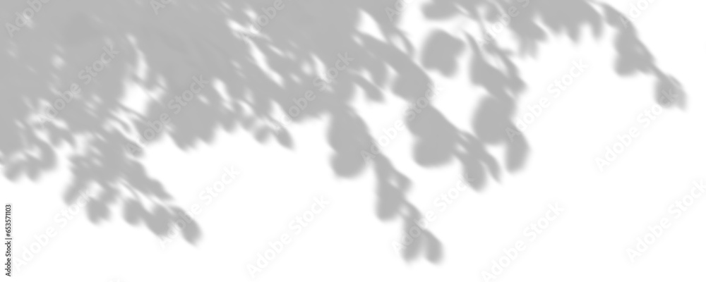 Wall mural smooth shadow tree branches foliage move on transparent backgrounds 3d rendering png