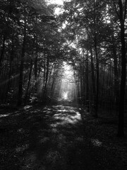 Fototapeta premium morning in the forest