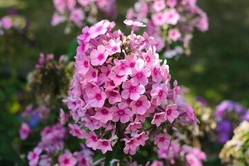 Phloxes. Beautiful pink flowers on a blurred green background. Close-up. Selective focus. Copyspace