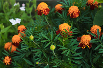 Marigold. Orange flowers in a flowerbed. Close-up. Selective focus. Copyspace