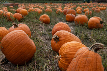 Fototapeta premium Pick your own pumpkin at a pumpkin patch in Kansas.